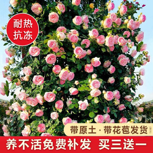 蔷薇花苗藤本月季特大花庭院爬藤攀援植物四季开花卉阳台玫瑰盆栽