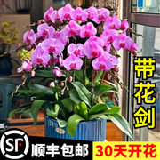 蝴蝶兰花苗带花带花苞盆栽兰花大苗客厅室内植物花卉四季好养活