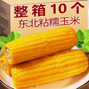 玉米新鲜糯玉米棒甜粘黏真空包装袋非即食东北特产黄白黑玉米10支