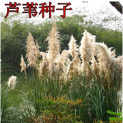 出售水生花卉种子籽端午节芦苇粽 种子包子芦芛蒹葭种子