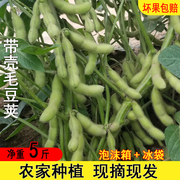安徽新鲜毛豆现摘农家自种蔬菜带壳毛豆嫩青毛豆角绿豆荚生豆5斤
