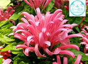 巴西羽花苗花就象珊瑚，花在海中飘逸当年开花阳台庭院盆栽植物