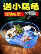 送2只小乌龟巴西龟带缸龟缸活物活体乌龟缸带晒台龟盆宠物龟草龟