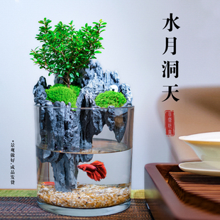 创意桌面苔藓微景观斗鱼生态瓶好养鲜活绿植盆栽盆景小型水陆缸
