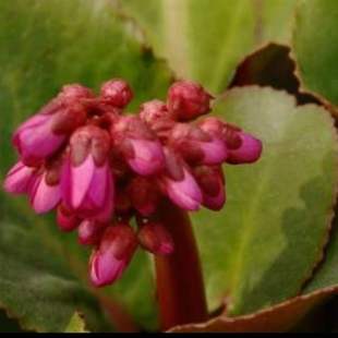 红花厚叶岩白菜冬季绿变紫红冬春开桃红色钟形花朵簇生在圆形叶片