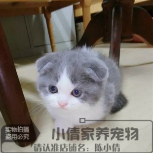 宠物活体蓝白猫英短蓝白猫活体，幼猫纯种英国短毛，猫蓝白折耳(白折耳)猫x