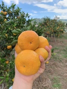 台州三门本地蜜桔不打蜡不催红现摘现发新鲜水果橘子