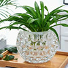 简约加厚水晶玻璃花瓶，透明绿萝水培花盆，圆形水养植物器皿插花摆件