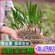 老品种细叶香韭菜种子种苗多年生韭菜种籽孑四季蔬菜籽盆栽韭菜根
