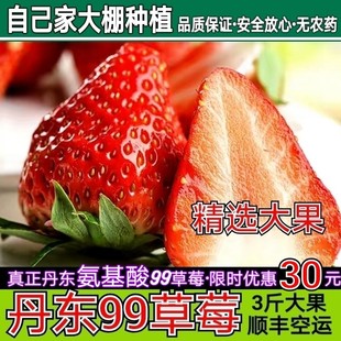 辽宁丹东99草莓新鲜红颜奶油，草莓东港马家岗九九牛奶大草莓礼盒装