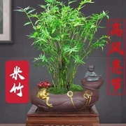 水培米竹带根竹子盆栽绿植物，室内客厅水养，南天竹小型凤尾观赏竹苗