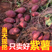 紫薯紫罗兰紫薯大果新鲜番薯地瓜，农家红薯3斤中果紫心薯当季地瓜