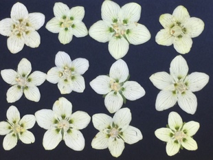 聪明谷手工教室特级花材：梅花草 幹花押し花（10朵）