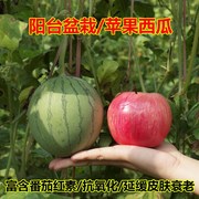 青苹果西瓜种子西瓜迷你西瓜种籽小西瓜春季四季种植农家蔬菜