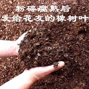 腐熟无土纯橡树叶君子兰，专用腐叶土腐熟纯松针兰花专用有机营养土