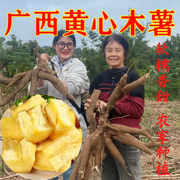 广西农家新鲜现挖黄心木薯面包木薯粉糯糖水甜品鸡蛋黄木薯板栗薯