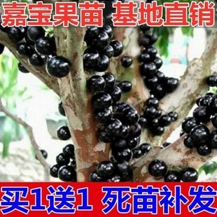 嘉宝果树苗树葡萄苗正宗台湾树葡萄沙巴四季盆栽南北种植当年结果