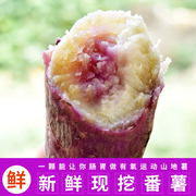 正常发冰淇淋紫心薯5斤南沙一点红番薯新鲜地瓜山芋板栗红薯