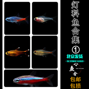红绿灯鱼宝莲灯鱼小型热带鱼，玻璃灯科鱼合集，活群游鱼钻石灯红灯管
