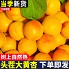 杏子新鲜水果整箱黄杏应当季孕妇酸甜脆杏整箱大果青蜜杏