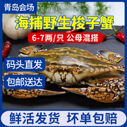青岛会场野生梭子蟹鲜活大螃蟹海鲜飞蟹新鲜混发6-7两/只2斤
