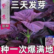 紫苏种子可食用双面红紫苏大叶紫苏种子四季耐热阳台盆栽蔬菜种子