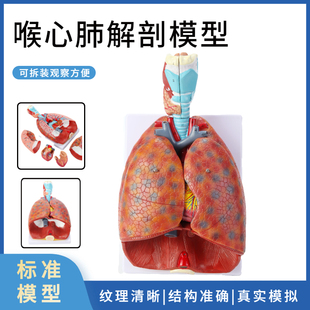 自然大人体喉心肺模型，喉咙甲状腺肺心脏，模型呼吸系统肺部内脏解剖