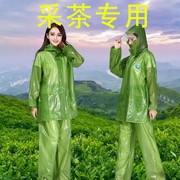 采茶雨衣雨裤套装女全身，防暴雨分体，透明摘茶户外农用农村干活塑料
