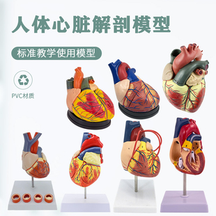 教学仿真11人体心脏模型，b超彩超声，医学心内科自然大心脏解剖模型