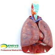 enovo颐诺医学人体喉心肺解剖模型呼吸系统，心脏模型耳鼻喉胸外科