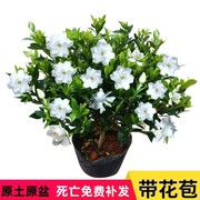 小叶独杆雀舌栀子花盆栽室内外四季开花花卉植物绿植浓香型带花苞