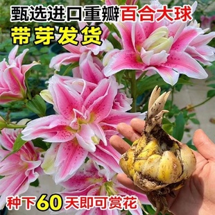 香水百合种球重瓣百合花盆栽，室内阳台花卉种子，种籽好养耐寒花卉