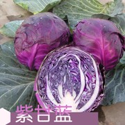 紫甘蓝菜种包菜种籽菜种子籽种苗孑紫包菜籽，卷心菜大头包心菜