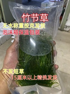 竹节草印度小竹节水草植物鱼缸水族箱造景水榕蜈蚣草绿菊活体真草