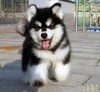 阳江阿拉斯加幼犬纯种阿拉斯加犬活体黑红色灰桃阿拉斯加雪橇犬宠