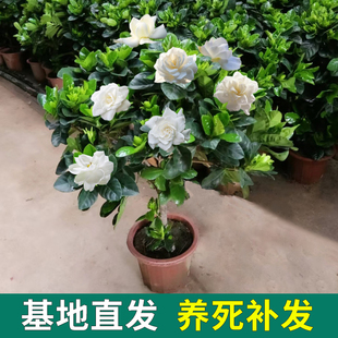 独杆栀子花盆栽带花苞，老桩树苗室外大叶，牡丹棒棒糖阳台浓香型花卉