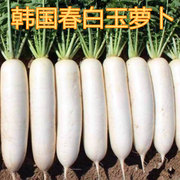 韩国进口春白玉白萝卜种子四季播耐抽薹高产抗病蔬菜种籽