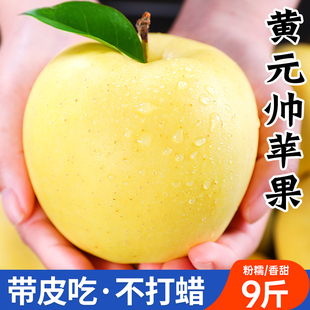 正宗黄元帅(黄元帅)苹果9斤新鲜水果应当季粉面黄金帅刮泥丑苹果整箱