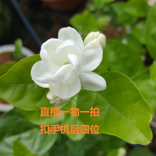 横县重瓣茉莉花盆栽老桩带花苞好养活木本植物盆栽花卉一物一拍