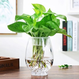 创意简约透明玻璃花瓶水培，绿萝植物鲜花，插花瓶客厅摆件器皿鱼缸