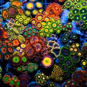 新手试水海水纽扣珊瑚海缸活跃生物幻彩纽扣拼盘活体观赏海缸造景