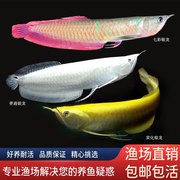 七彩银龙鱼活鱼苗热带观赏鱼淡水大型红眼白子黄化银龙鱼练手龙鱼