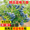 蓝莓树果苗蓝莓苗盆栽带果大苗蓝苺树南方北方室内外种植果树果苗