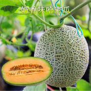 超甜哈密瓜种子 南方新疆哈蜜瓜种籽 瓜果网纹甜瓜种籽香瓜种籽孑