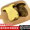 新鲜黑牛肝菌 云南特产新鲜牛肝菌食用菌菇炒菜煲汤火锅食材