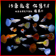 孔雀鱼热带鱼小型淡水纯种凤尾，观赏鱼红绿灯胎生鱼金鱼活体清道夫