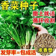 四季香菜籽种苗耐热香菜盆栽，大小叶芫荽种子阳台，老品种香草菜种籽