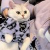猫咪衣服秋冬装防掉毛紫色豹纹，保暖加厚毛绒英短布偶猫冬季卫衣