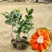 菠萝蜜苗12号红肉果树泰国红皮，品种海南嫁接干苞木菠萝果苗庭院