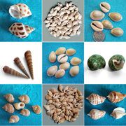 天然海螺贝壳海币小贝壳，diy材料鱼缸，造景地台摆件装饰特色